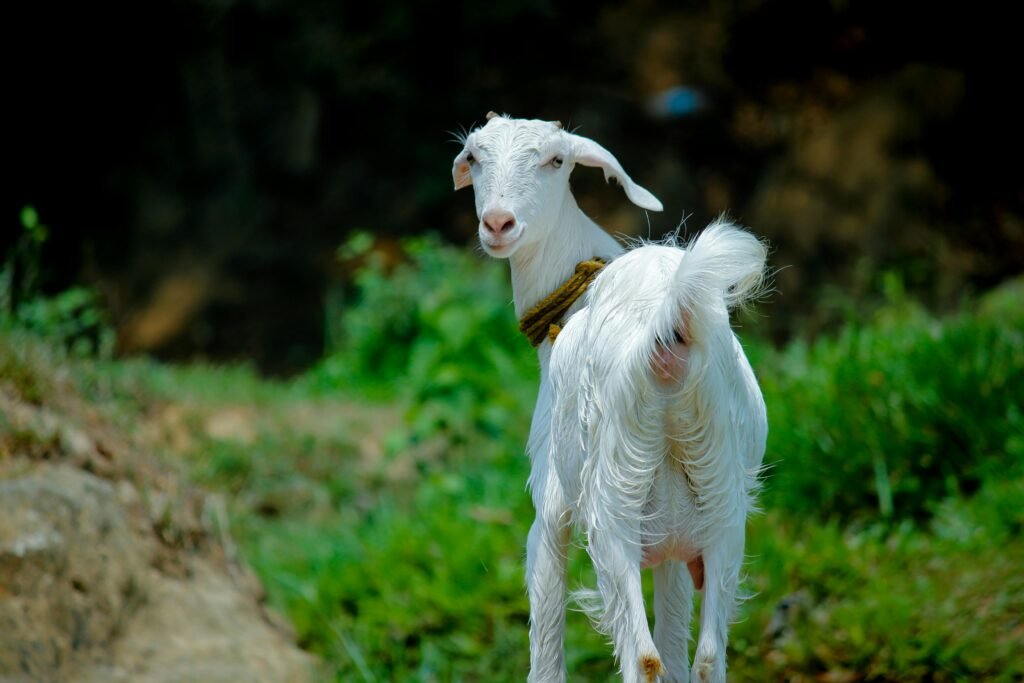 A white goat stands in a vibrant green pasture, exemplifying rural life.