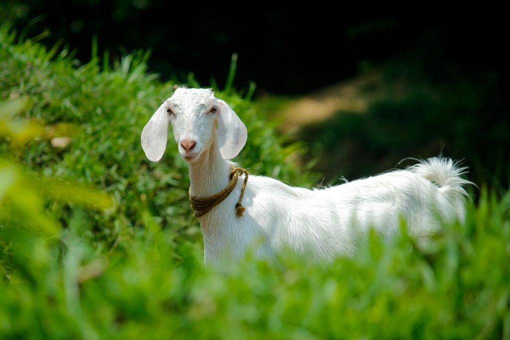 A young white goat standing on a lush green pasture in rural Palakkad, India.