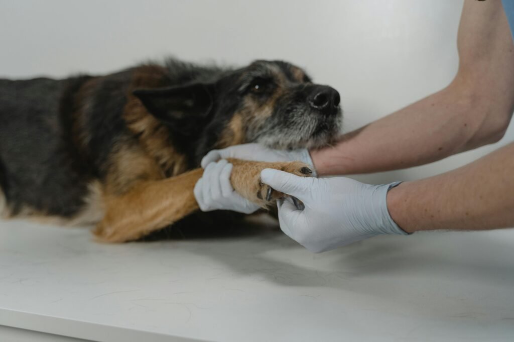 A veterinarian gently holds a dog's paw during a medical check-up, showcasing care and trust.